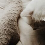 8 Everyday Household Items That Secretly Delight Your Feline Friend