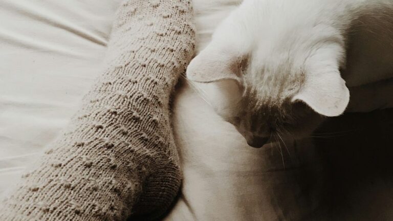 8 Everyday Household Items That Secretly Delight Your Feline Friend