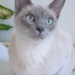 10 Cat Breeds Renowned for Their Surprisingly Chatty Personalities