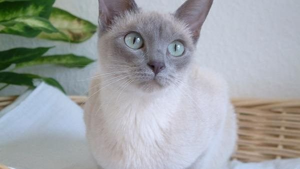 10 Cat Breeds Renowned for Their Surprisingly Chatty Personalities