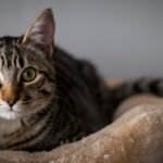 Cats Are Masters of Observation: They Notice Everything You Do