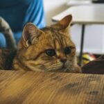 12 Mistakes You're Making That Stress Out Your Indoor Cat