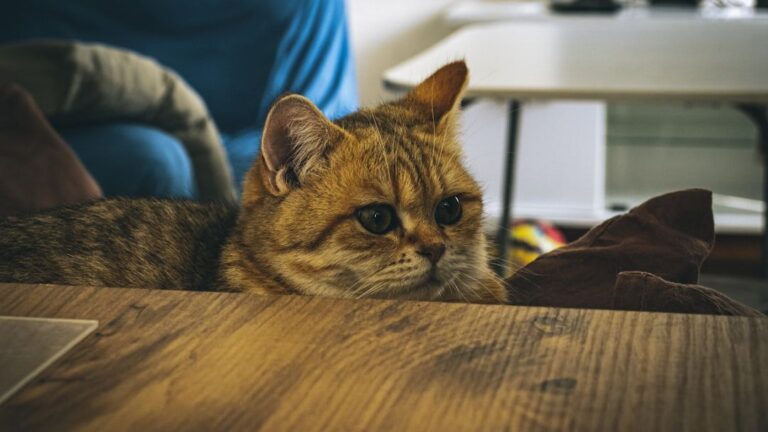 12 Mistakes You're Making That Stress Out Your Indoor Cat
