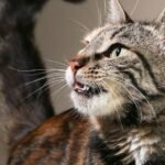 8 Clever Ways Your Cat Communicates Without a Single Meow