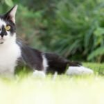 7 Ways Your Cat Proves They're More Than Just a Pretty Face