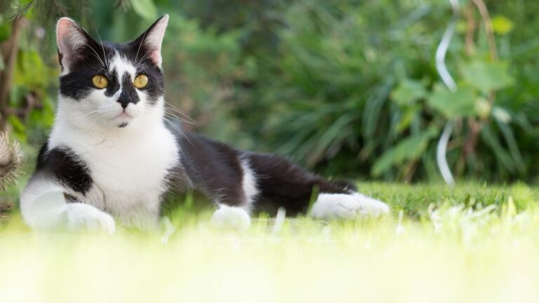 7 Ways Your Cat Proves They're More Than Just a Pretty Face