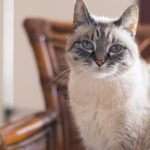 11 Simple Games That Will Keep Your Older Cat Mentally Nimble