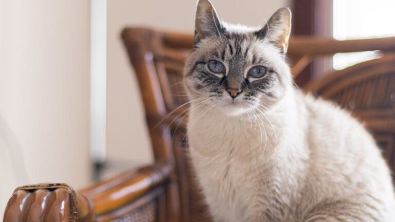 11 Simple Games That Will Keep Your Older Cat Mentally Nimble