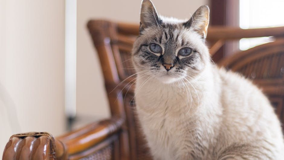 11 Simple Games That Will Keep Your Older Cat Mentally Nimble