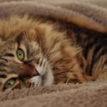 9 Subtle Shifts in Behavior That Signal Your Cat Needs a Vet Visit