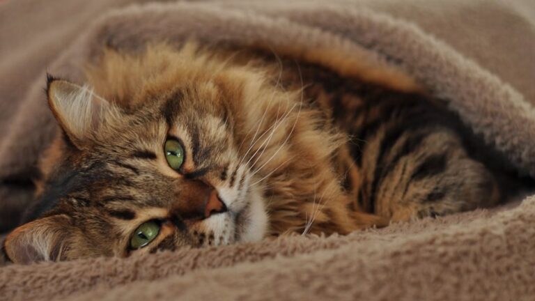 9 Subtle Shifts in Behavior That Signal Your Cat Needs a Vet Visit
