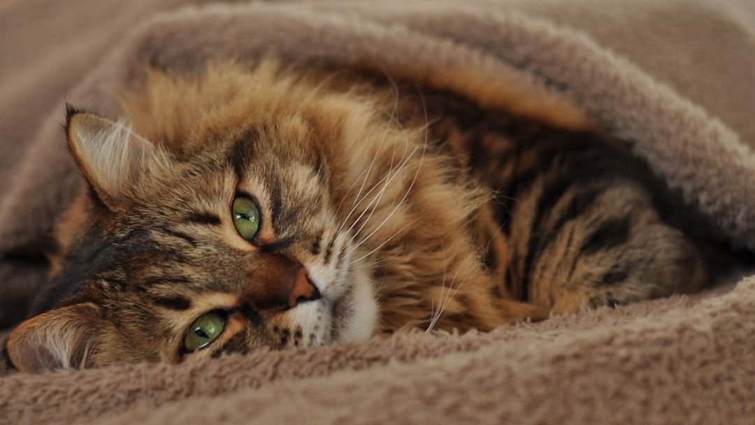 9 Subtle Shifts in Behavior That Signal Your Cat Needs a Vet Visit