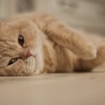 Your Cat's Purr Isn't Just Contentment: It's a Complex Communication Tool