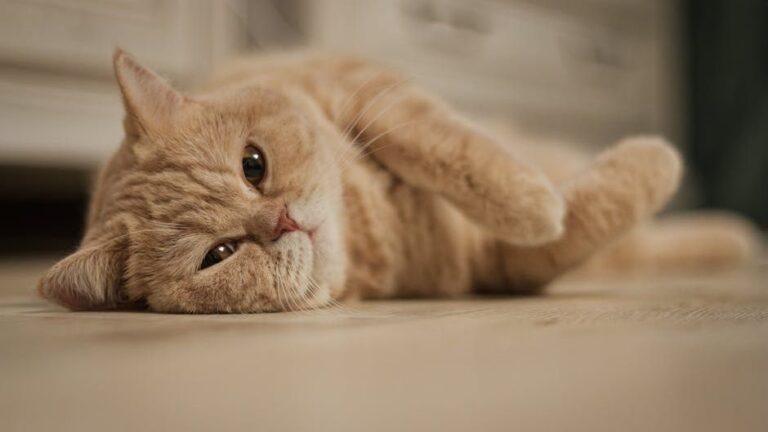Your Cat's Purr Isn't Just Contentment: It's a Complex Communication Tool