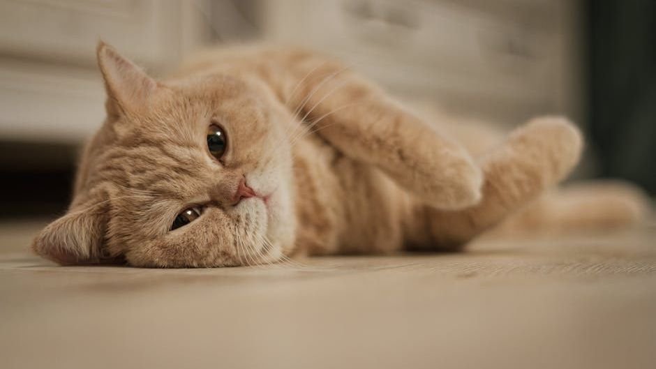 Your Cat's Purr Isn't Just Contentment: It's a Complex Communication Tool