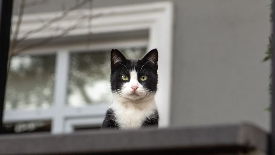 The Truth About Why Your Cat 'Ignores' You: It's Not What You Think