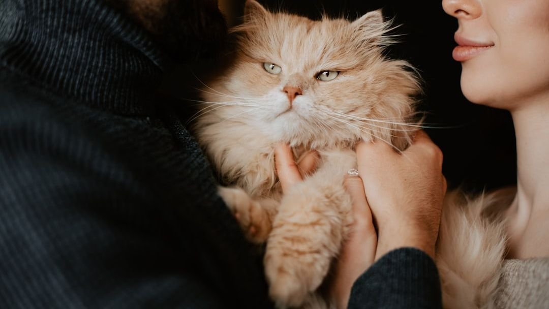 The Unseen Bond: How Your Cat Truly Chooses Their Favorite Human