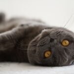 Forget the Stereotypes: These Cat Breeds Are Surprisingly Affectionate