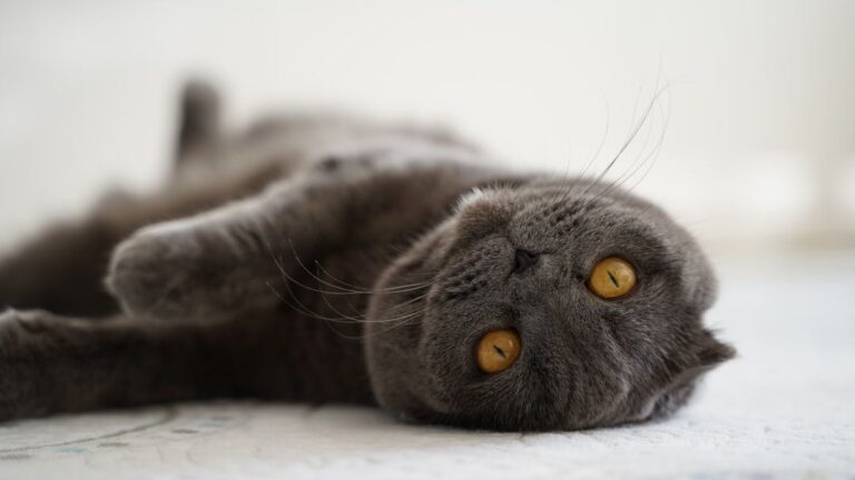 Forget the Stereotypes: These Cat Breeds Are Surprisingly Affectionate