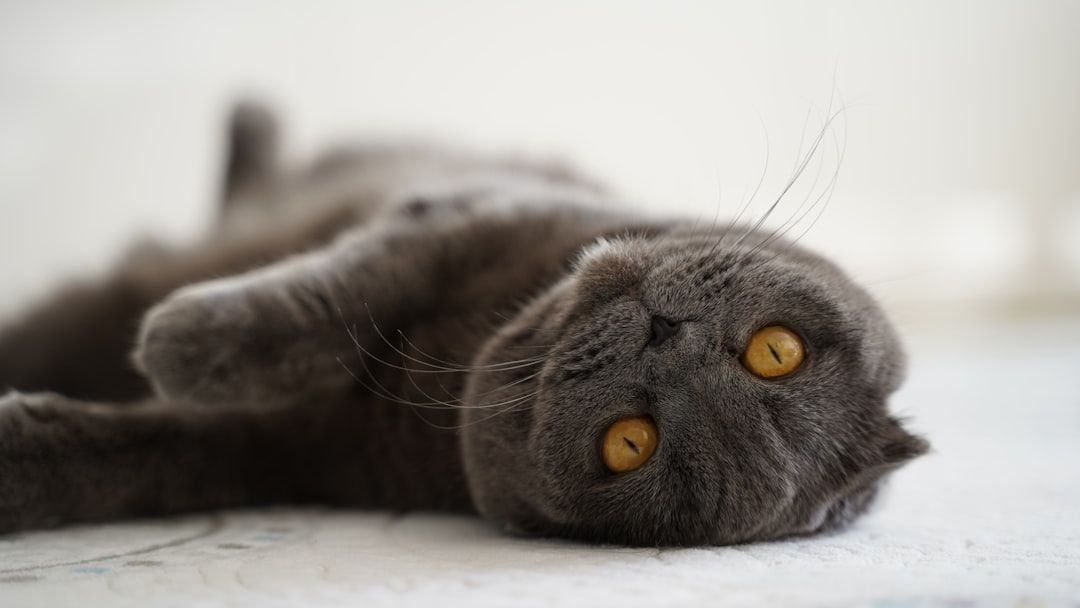 Forget the Stereotypes: These Cat Breeds Are Surprisingly Affectionate