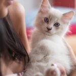Don't Assume Independence: Your Cat Craves Your Attention More Than You Know