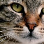 How Do Cats Develop Their Unique and Often Quirky Personalities?