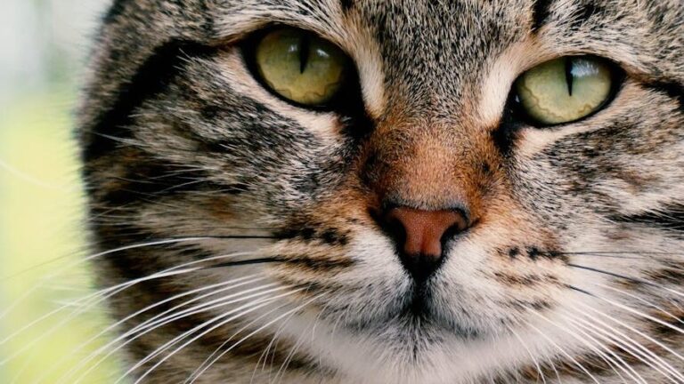 How Do Cats Develop Their Unique and Often Quirky Personalities?