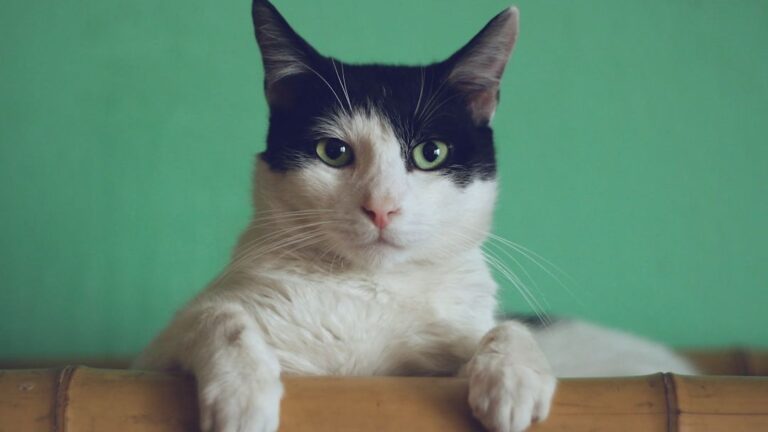 Why Your Cat Is Obsessed with That One Spot: It's Not Just Comfort