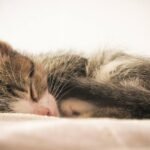 Do Cats Dream Like Humans, and What Do Their Sleep Twitches Mean?