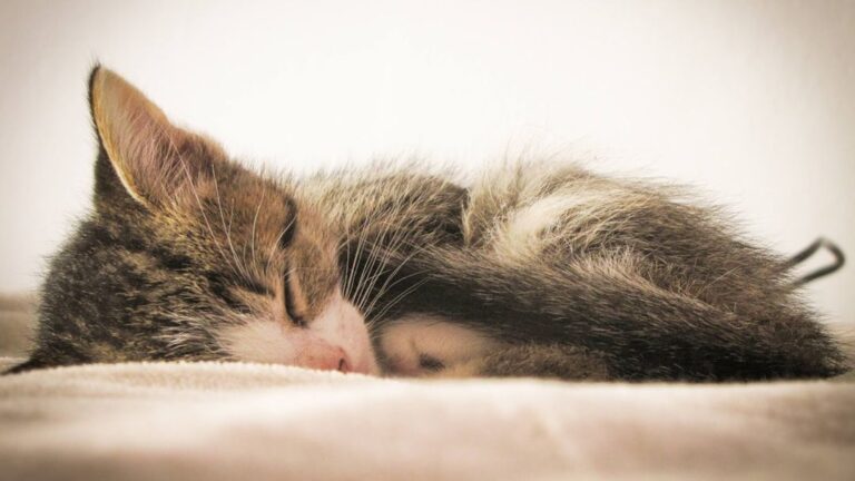 Do Cats Dream Like Humans, and What Do Their Sleep Twitches Mean?