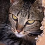 Why Is Your Cat Obsessed with Boxes? The Surprising Psychological Reasons