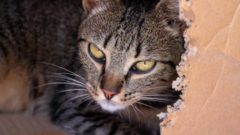 Why Is Your Cat Obsessed with Boxes? The Surprising Psychological Reasons