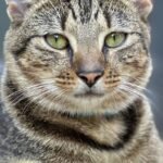 The Silent Protectors: How Your Cat Guards Your Home (and You)