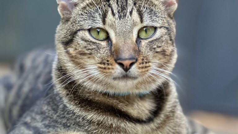 The Silent Protectors: How Your Cat Guards Your Home (and You)