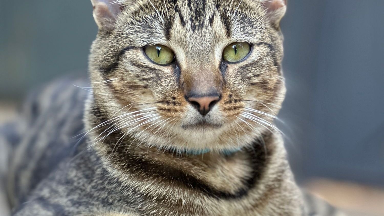 The Silent Protectors: How Your Cat Guards Your Home (and You)