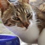 It's Not Pickiness: Decoding Your Cat's Refusal to Eat Certain Foods