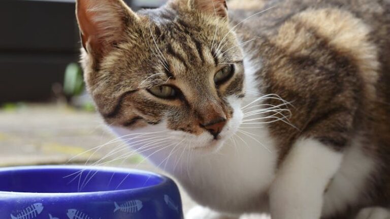 It's Not Pickiness: Decoding Your Cat's Refusal to Eat Certain Foods
