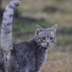 What Secret Messages Are Hidden in Your Cat's Tail Wags and Twitches?