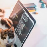 What's the Real Reason Your Cat Always Blocks Your Laptop Screen?