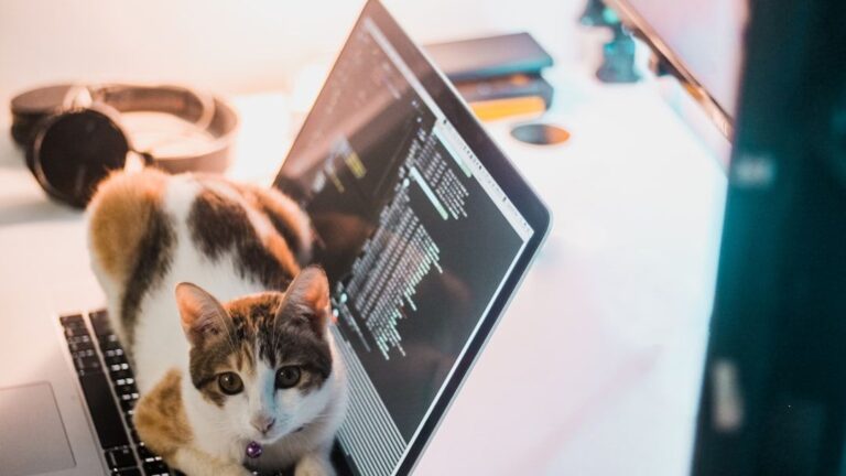 What's the Real Reason Your Cat Always Blocks Your Laptop Screen?
