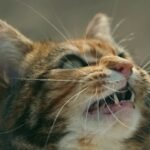 9 Subtle Noises Your Cat Makes That Are Actually Urgent Messages