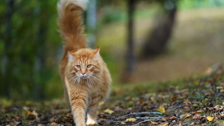 The Secret Language of Your Cat's Tail: Deciphering Every Wag and Twitch
