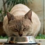 Your Cat's Food Bowl Habits Might Be Signaling a Hidden Health Issue