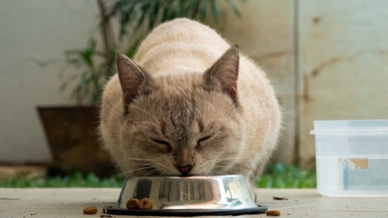 Your Cat's Food Bowl Habits Might Be Signaling a Hidden Health Issue