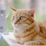 7 Clever Ways to Make Your Home a Cat-Friendly Oasis