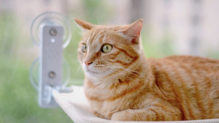 7 Clever Ways to Make Your Home a Cat-Friendly Oasis