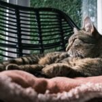 Your Cat's Purr Has a Hidden Healing Power You Never Knew