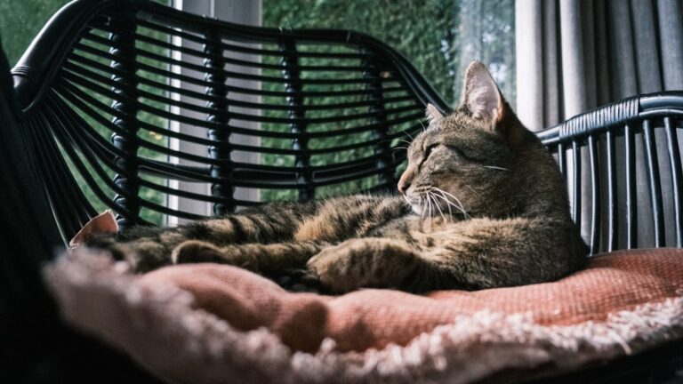 Your Cat's Purr Has a Hidden Healing Power You Never Knew