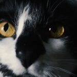 The Unexpected Reason Your Cat Might Be Avoiding Eye Contact