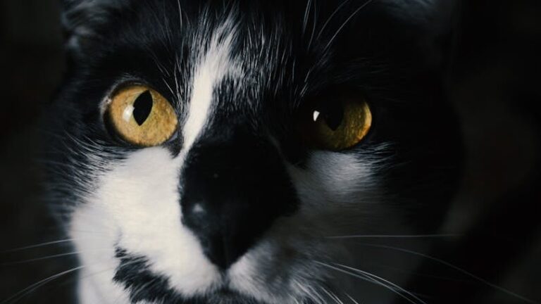 The Unexpected Reason Your Cat Might Be Avoiding Eye Contact